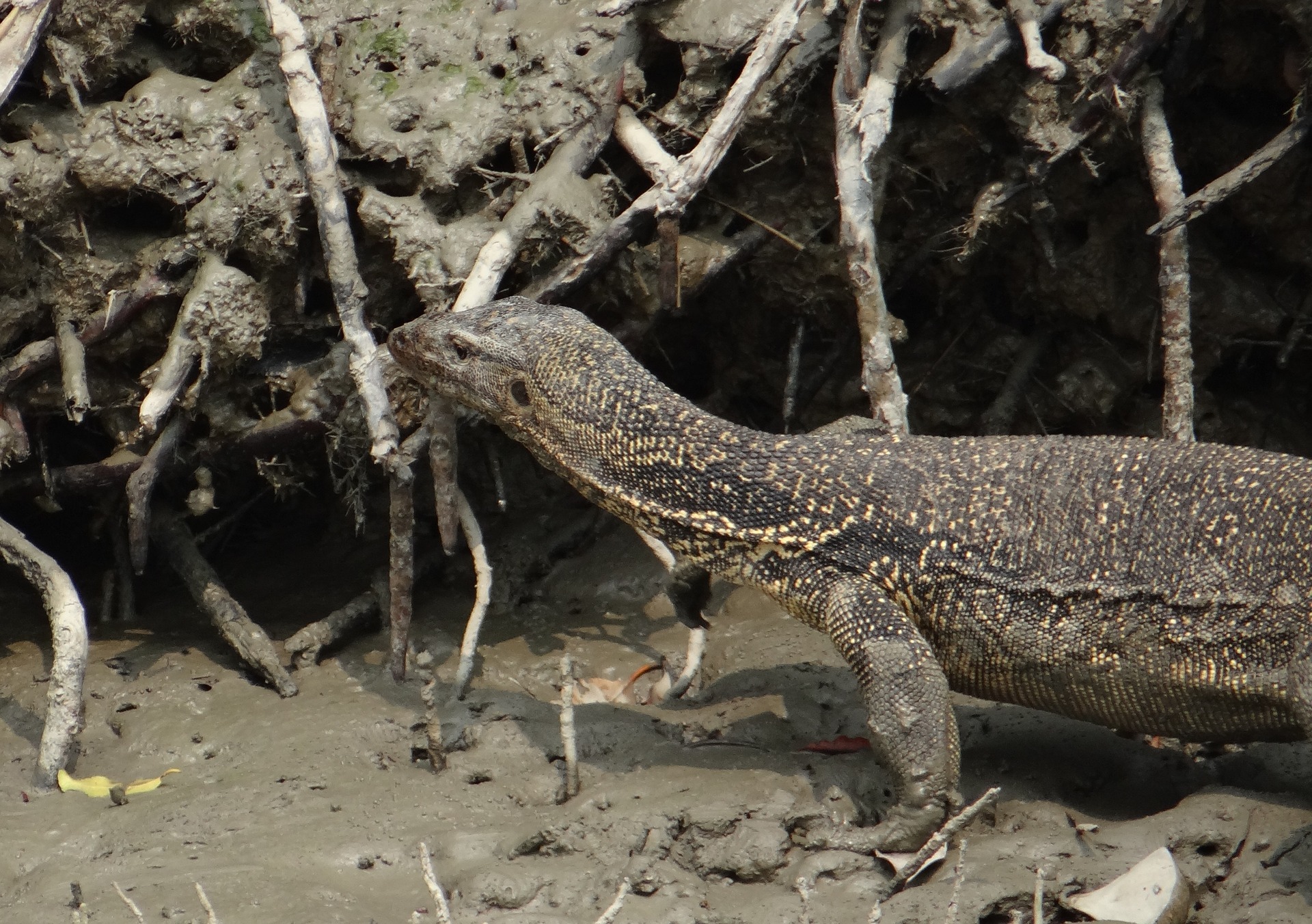 Monitor Lizard | Pet Monitor Species | Black X Reptiles